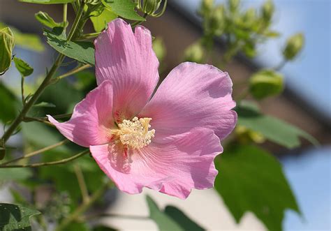 芙蓉草種植|芙蓉(フヨウ)の育て方｜花の特徴は？水やりや肥料の 